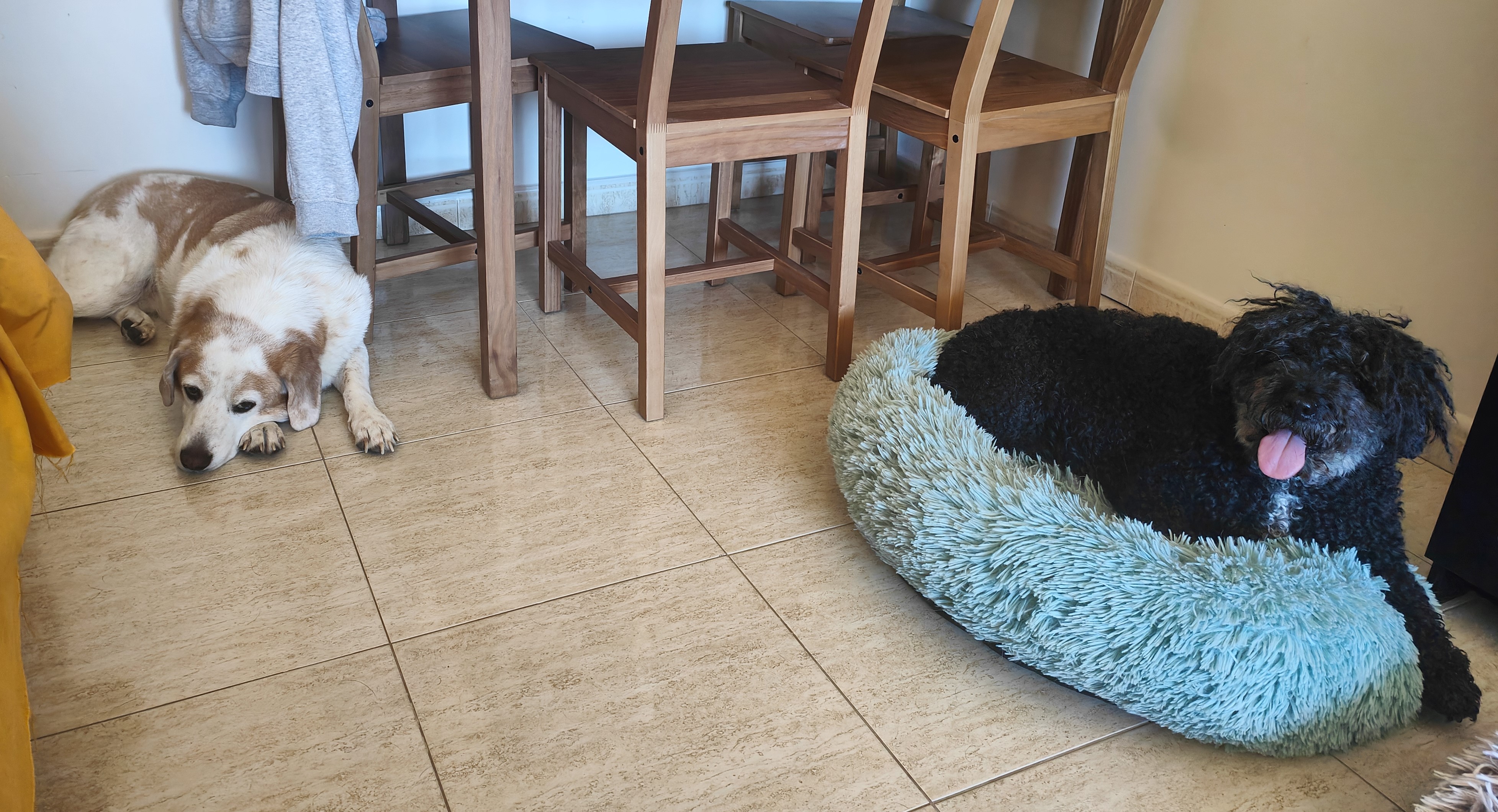 Mascota en guardería en casa